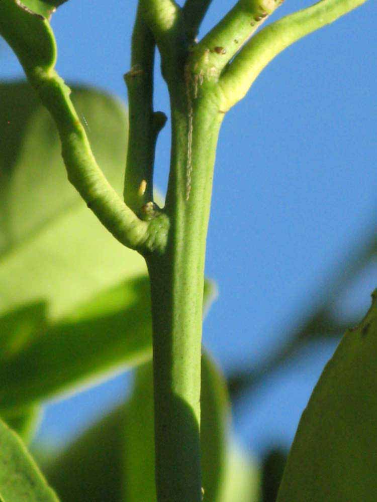                        First year twig (Winter Haven, FL)       